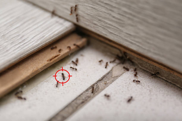 Best Pest Control for Homes  in Chester, MD