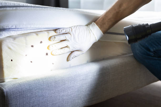 Best Local Pest Control Services  in Chester, MD